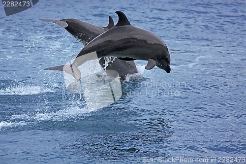 Image of Bottlenose Dolphin