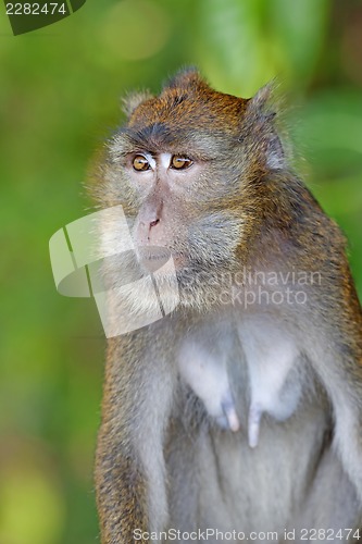 Image of Macaque Monkey