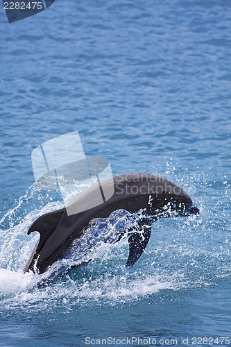 Image of Bottlenose Dolphin