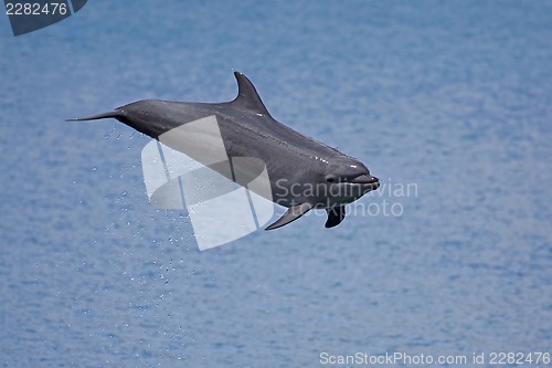 Image of Bottlenose Dolphin