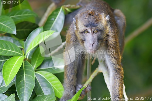 Image of Macaque Monkey