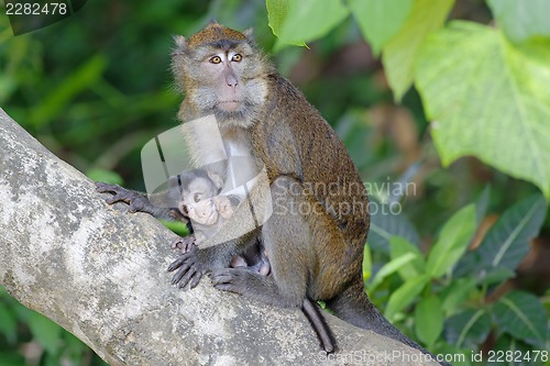 Image of Macaque Monkey