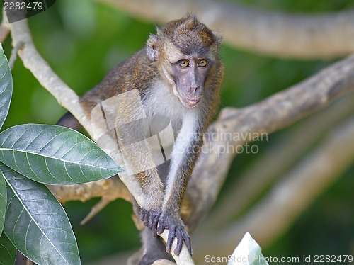 Image of Macaque Monkey