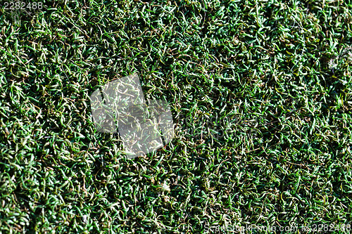 Image of Seamless green grass background