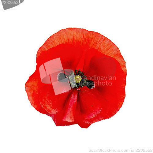 Image of Poppy red isolated