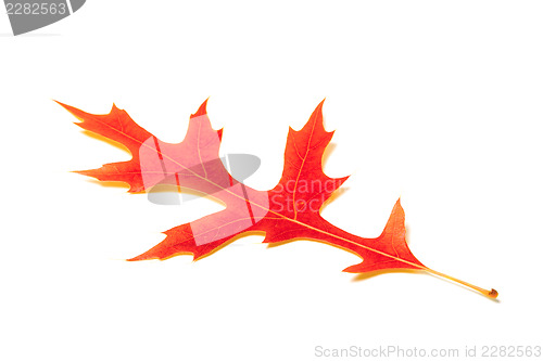 Image of Red oak leaf on white background