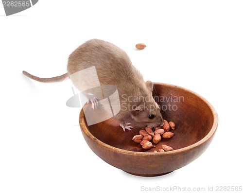 Image of Fancy rat (Rattus norvegicus) eating peanuts from plate