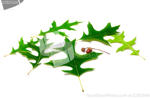 Image of Green leafs of oak and acorns