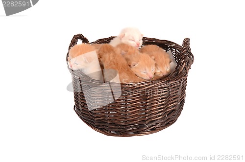 Image of Ginger Kittens in a Basket