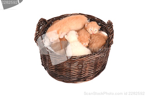 Image of Newborn orange and white kittens in a basket.