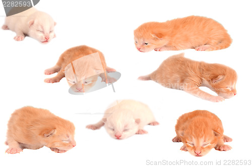 Image of Newborn Kittens on White