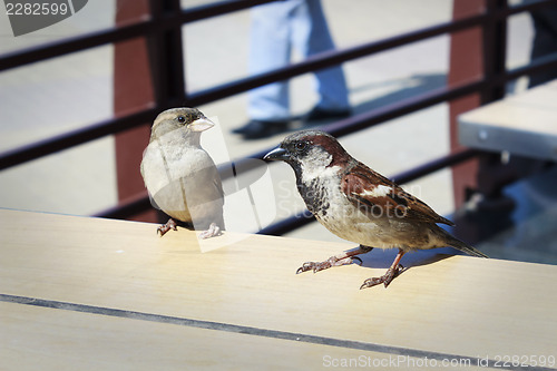 Image of Young and old sparrows