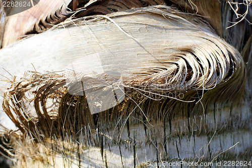 Image of Bark of palm fiber close-up.