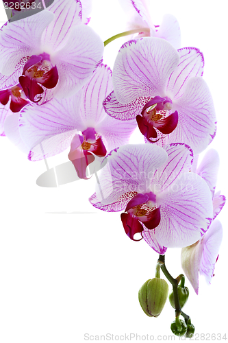 Image of Flowering branch of pink orchids.