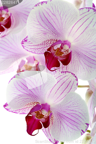 Image of Beautiful pink orchid close up.