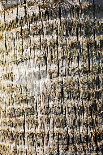 Image of Bark of palm trees. Texture.