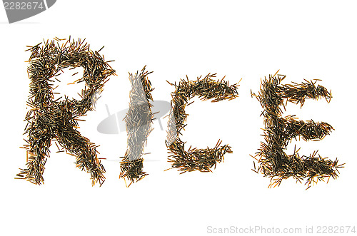 Image of Wild Rice Spelling rice