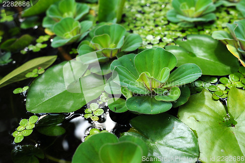 Image of Water lily leaves