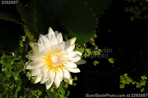 Image of Water lily