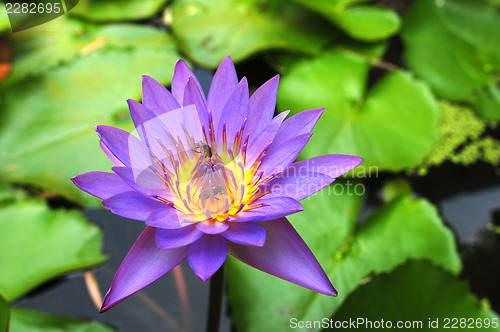 Image of Blue water lily