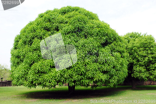 Image of Park detail round trees