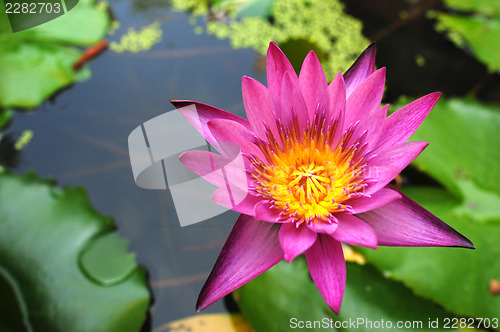 Image of Purple water lily