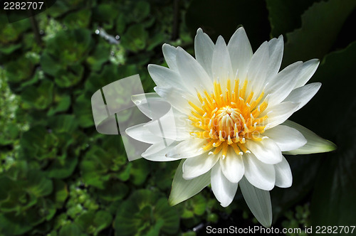 Image of White Water lily