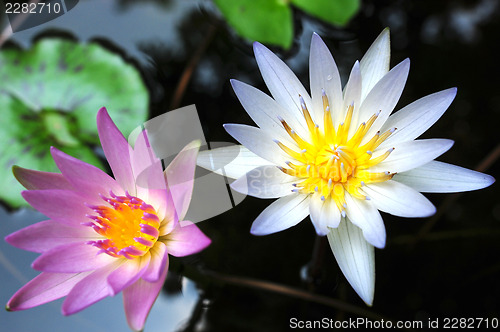 Image of Water lily flowers