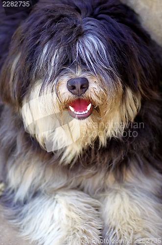 Image of Portuguese shepherd dog