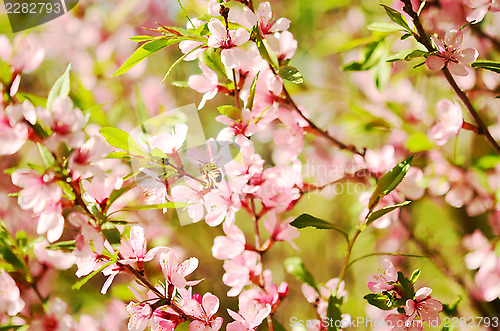 Image of cherry blossom
