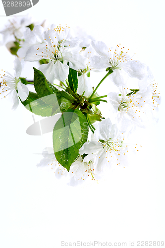 Image of Flowering branch of cherry.