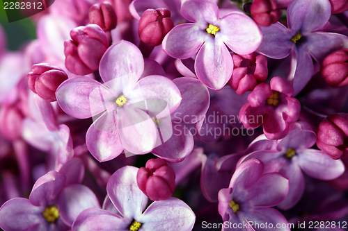Image of Lilac flowers close up.