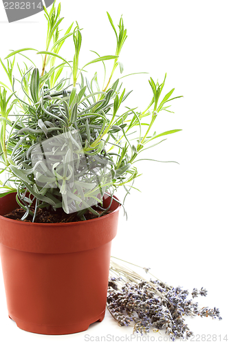 Image of Lavender bush.