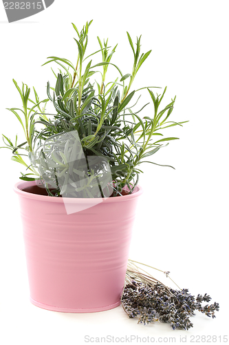 Image of Bush of lavender in pink pot.