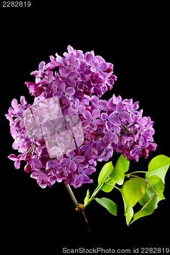 Image of Flowering branch of lilac.