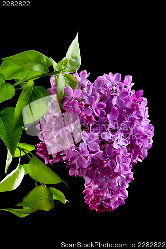 Image of Lilac branch.