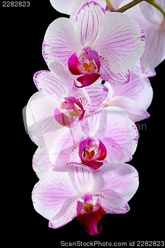 Image of Blooming pink orchid.