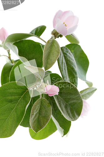 Image of Flowering quince branch.