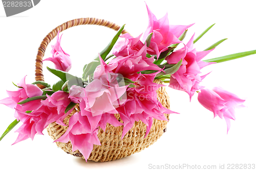 Image of Pink tulips in wicker basket. 