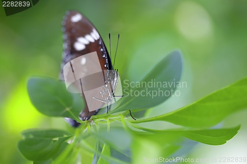 Image of Common Crow Butterfly