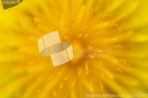 Image of Dandelion