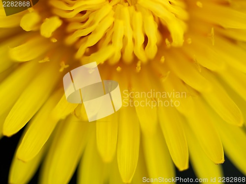 Image of Dandelion