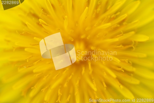 Image of Dandelion