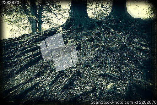 Image of Holga roots