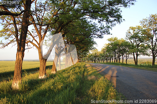 Image of Rural road on sunset