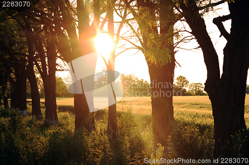 Image of Countryside on sunset