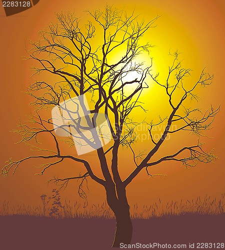 Image of Walnut tree sunset