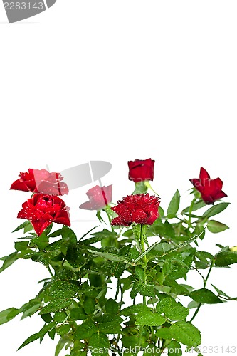 Image of red roses with water drops