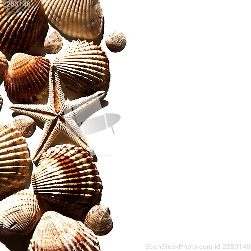 Image of sea shells and star 