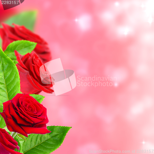 Image of Beautiful red roses.